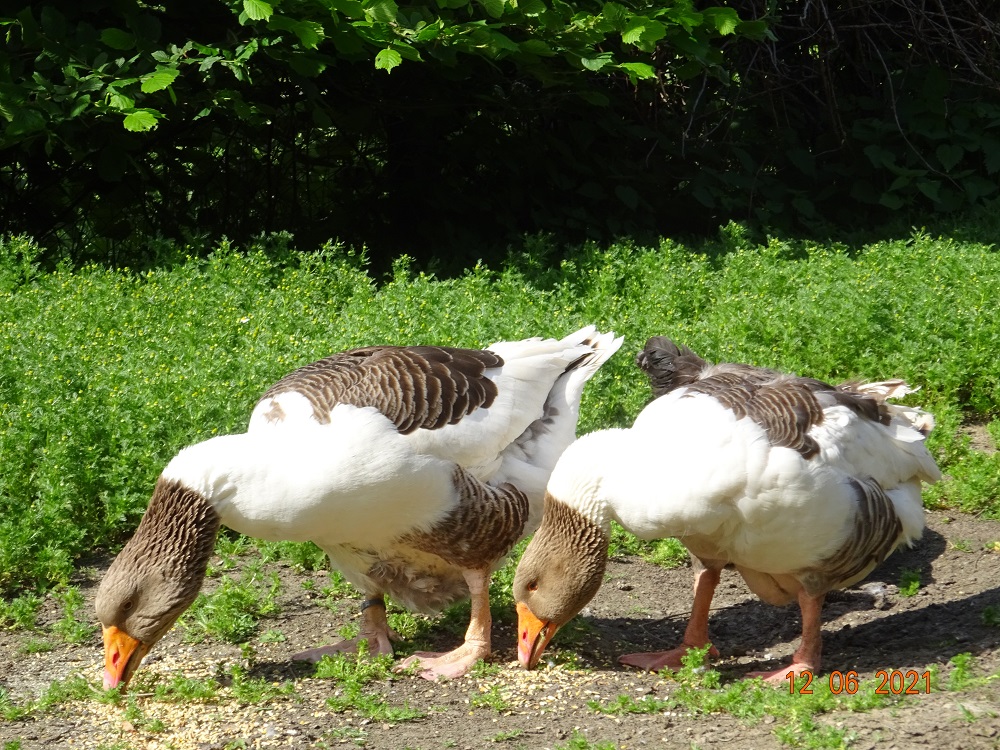 Gescheckte Pommerng&auml;nse P&auml;rchen 1, 12.06.2021