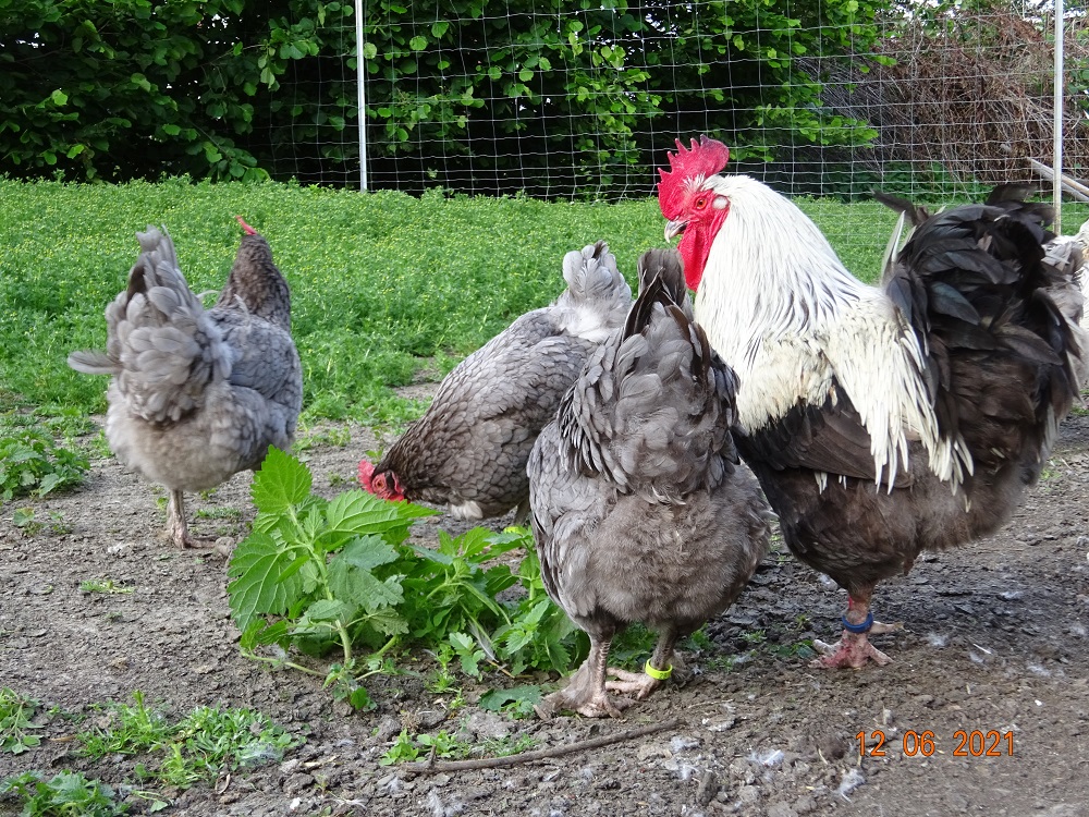 Maran blau silber Zuchtstamm, 12.06.2021