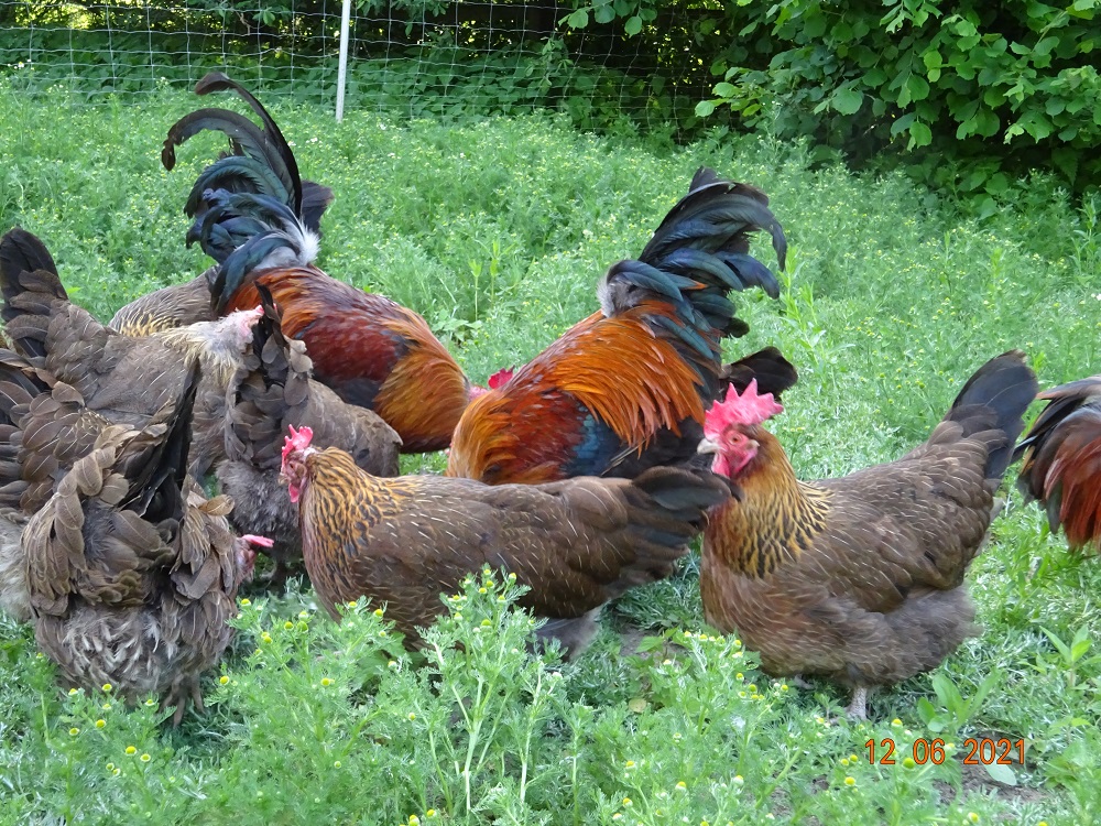 Dorking goldhalsig, 12.06.2021