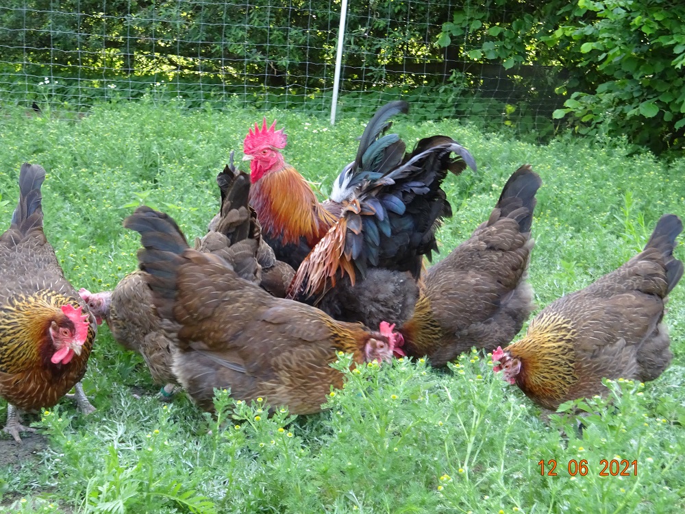 Dorking goldhalsig, 12.06.2021