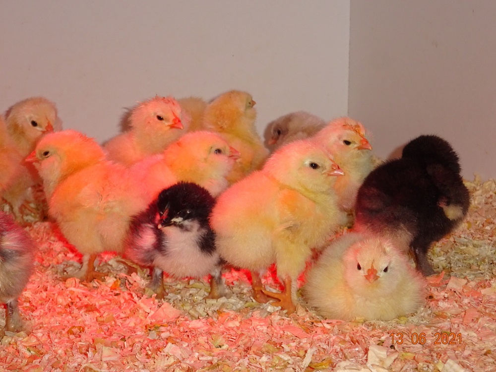 Deutsche Lachshuhn & Maran K&uuml;ken, 13.06.2021