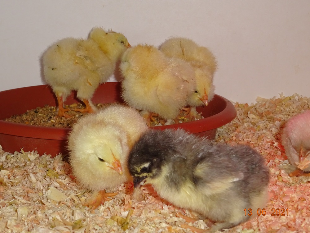 Maran blau silber & Lachshuhn K&uuml;ken, 13.06.2021