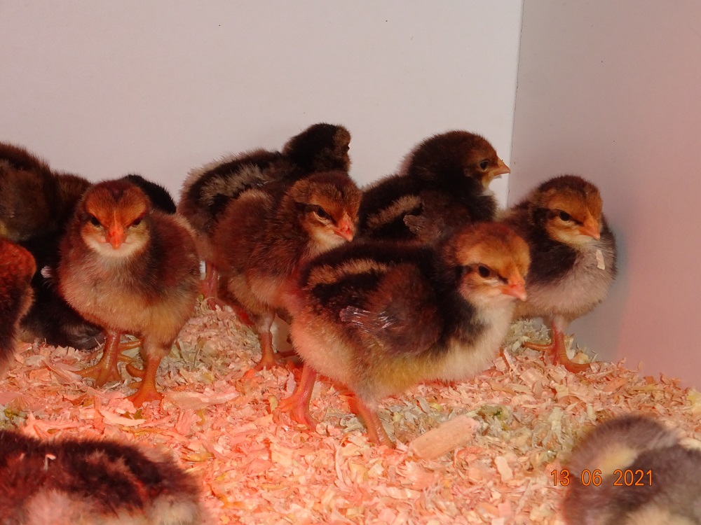 Dorking K&uuml;ken, 13.06.2021