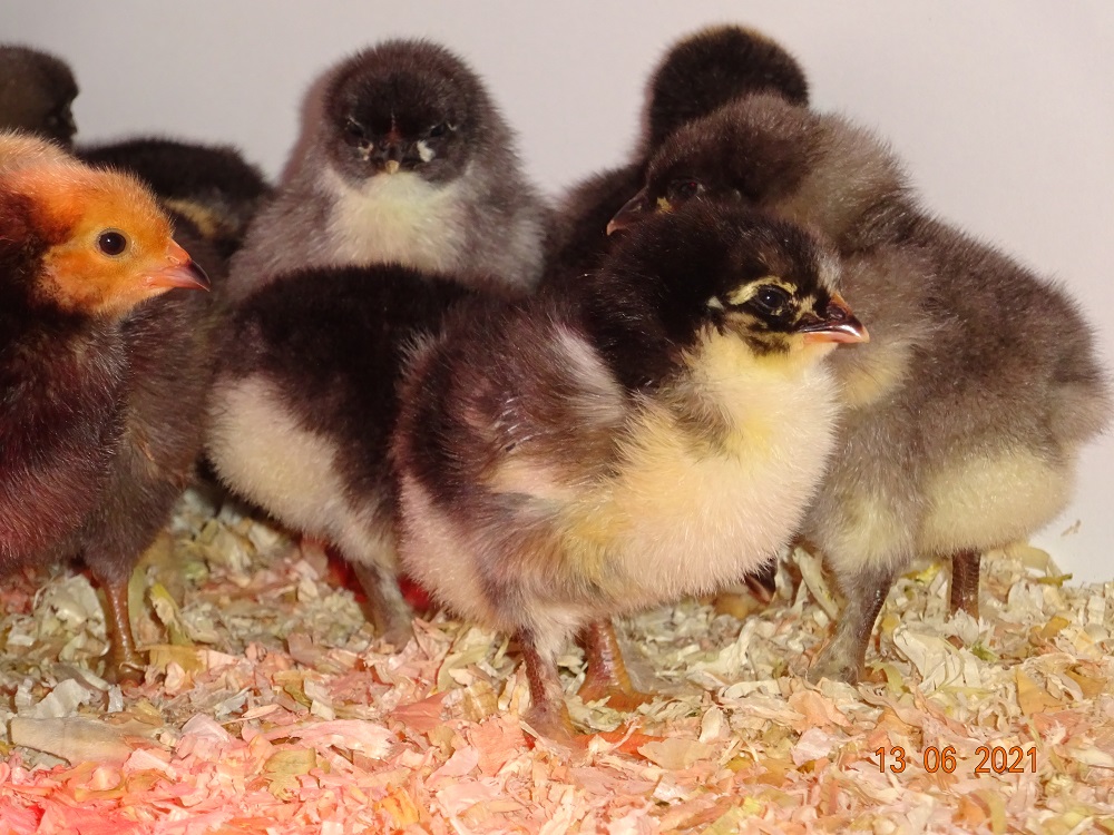 Maran blau Kupfer & Vorwerk K&uuml;ken, 13.06.2021