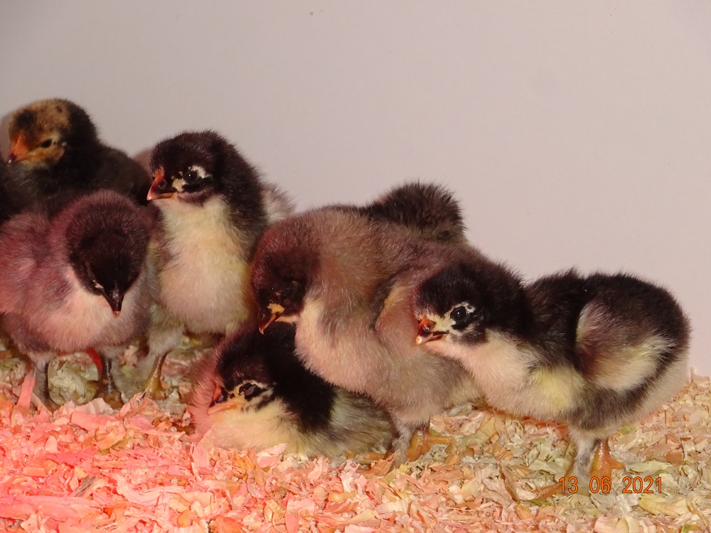 Maran schwarz silber & blau kupfer K&uuml;ken, 13.06.2021