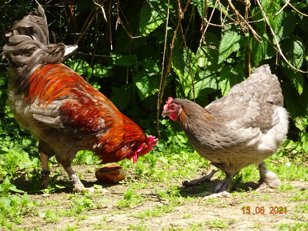Maran blau Kupfer Jungtiere, 13.06.2021