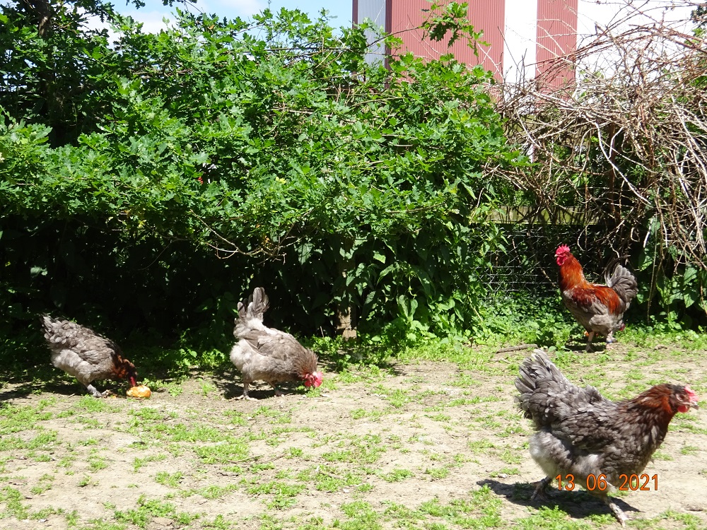 Maran blau Kupfer Jungtiere, 13.06.2021