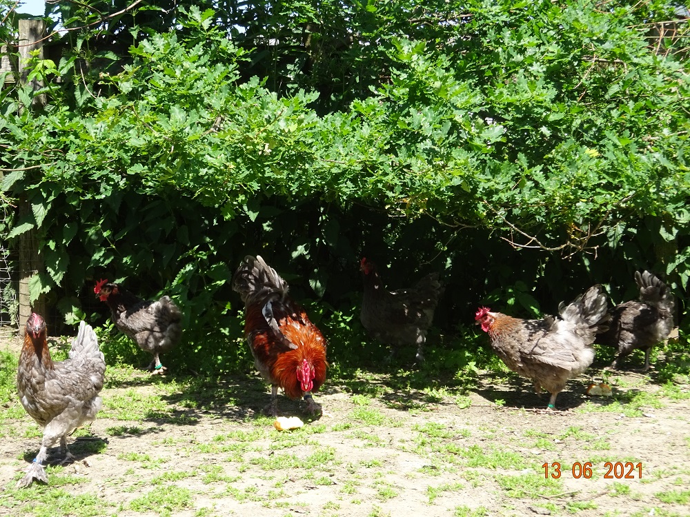 Maran blau Kupfer Jungtiere, 13.06.2021