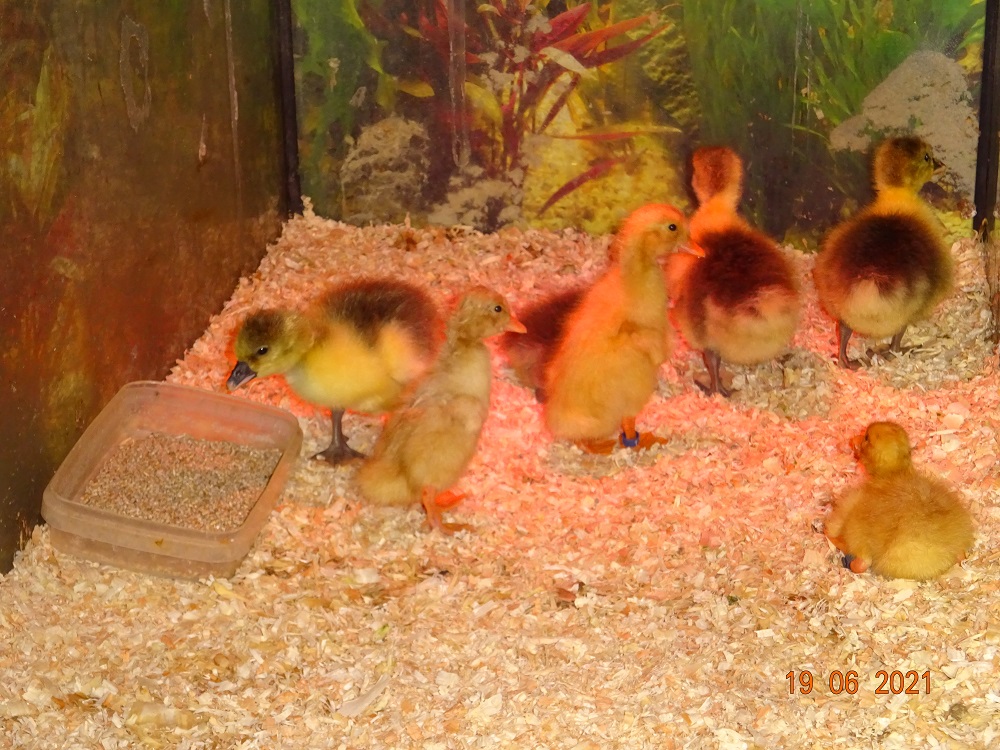 Deutsche Pekingenten K&uuml;ken, 19.06.2021