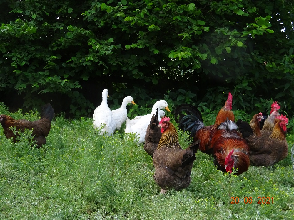Dorking goldhalsig & Deutsche Pekingenten. 20.07.2021