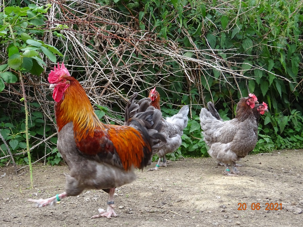 Maran blau kupfer Zuchthahn 1 Jahr alt. 20.06.2021