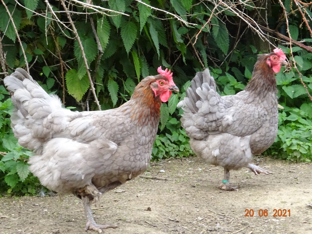 Maran blau kupfer, Bruteier. 20.06.2021