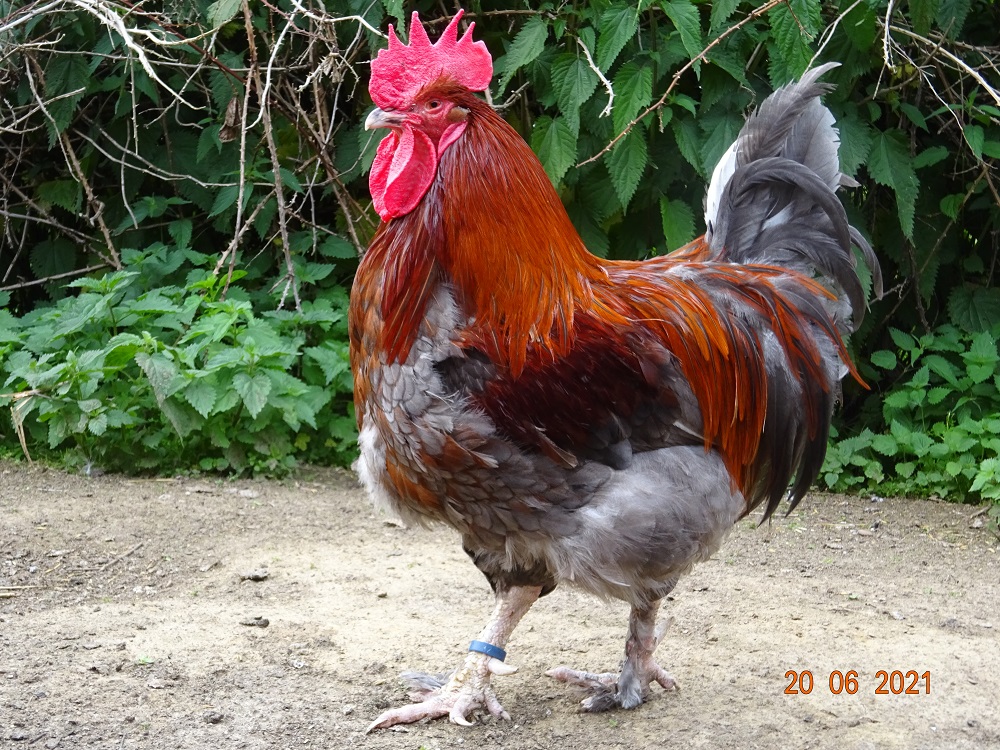 Maran blau kupfer Zuchthahn 3 Jahre alt. 20.06.2021