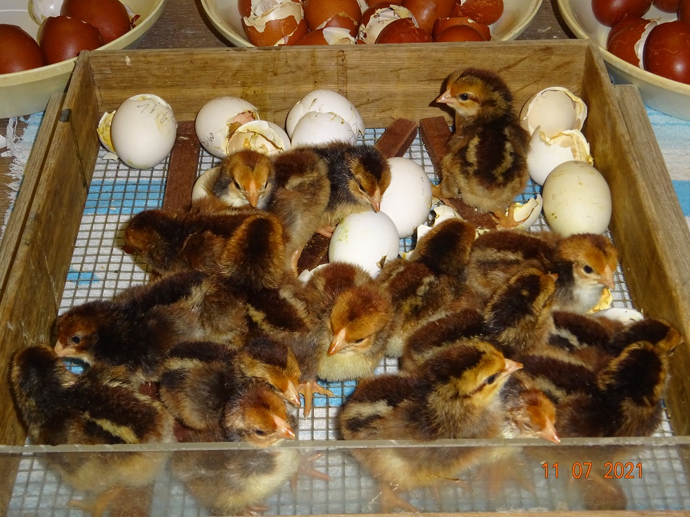 Dorking K&uuml;ken, 11.07.2021