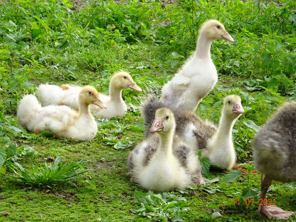 Gescheckte Pommerng&auml;nse & Deutsche Pekingenten K&uuml;ken. 11.07.2021