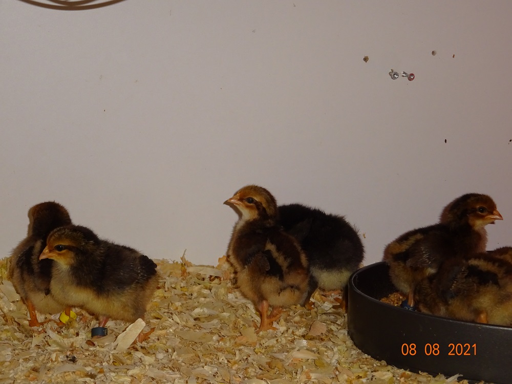 Dorking K&uuml;ken, 08.08.2021