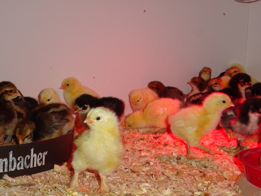 Sundheimer & Dorking K&uuml;ken, 08.08.2021