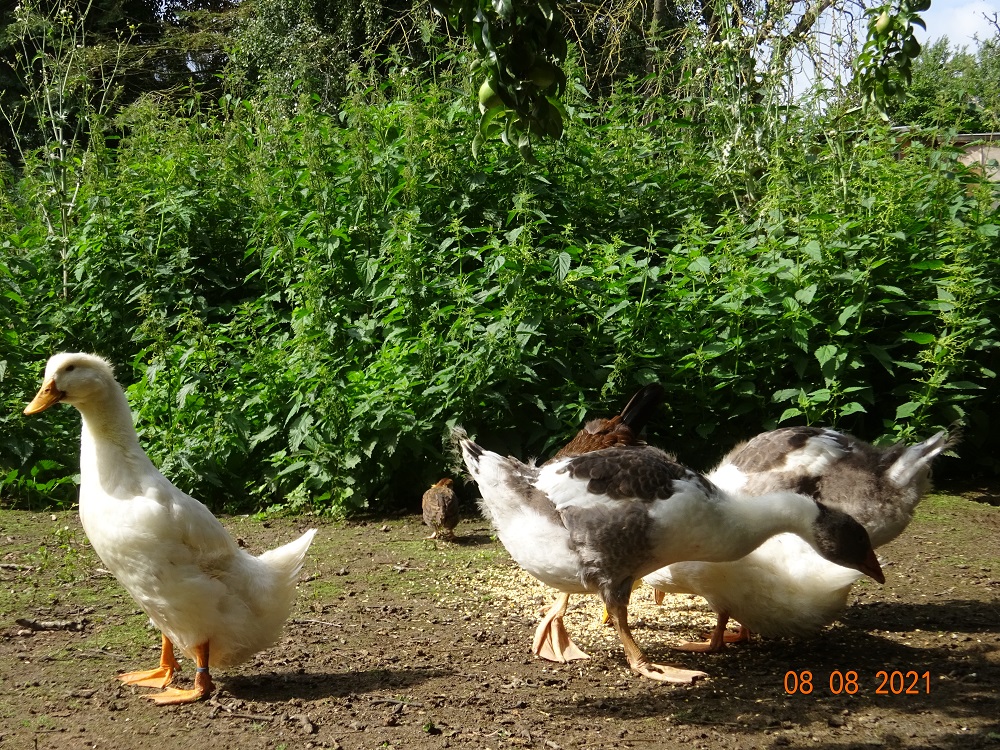 Junge Deutsche Pekingenten & gescheckte Pommerng&auml;nse, 08.08.2021