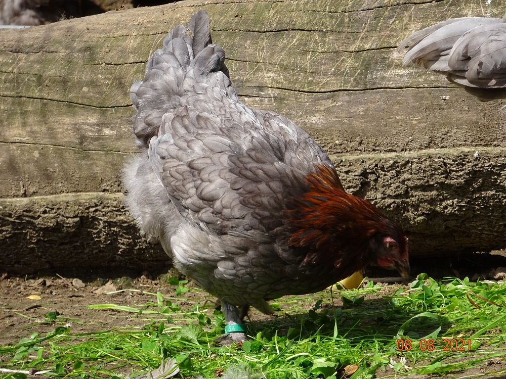 Maran blau kupfer Junghenne, 08.08.2021