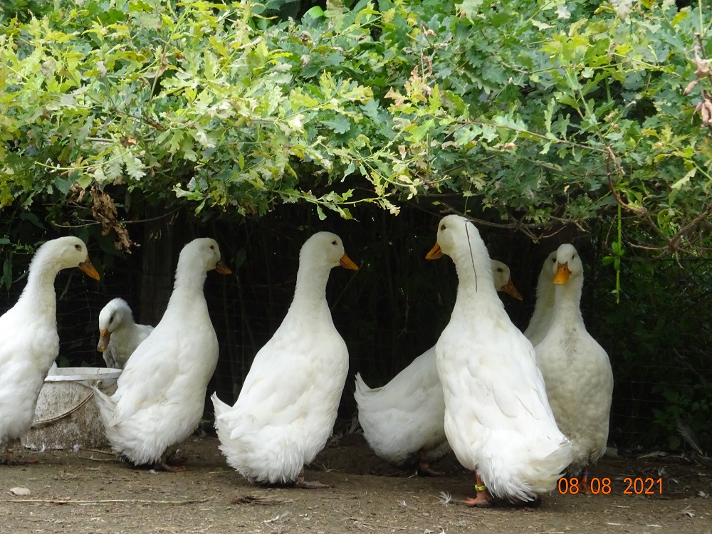 Deutsche Pekingenten, 08.08.2021