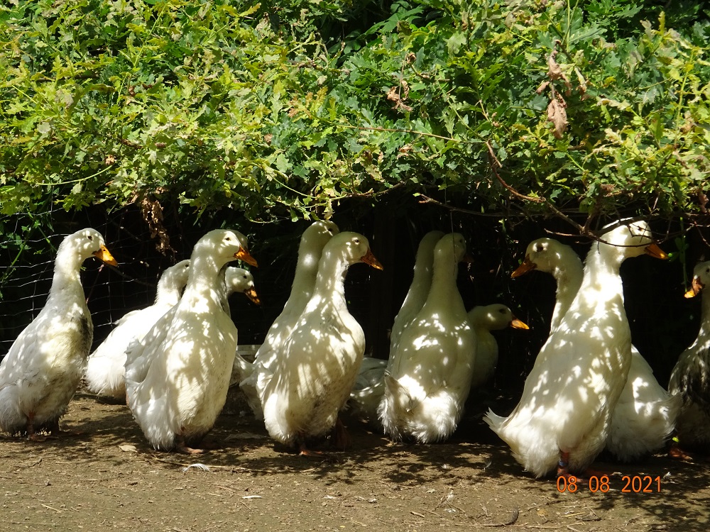 Deutsche Pekingenten, 08.08.2021