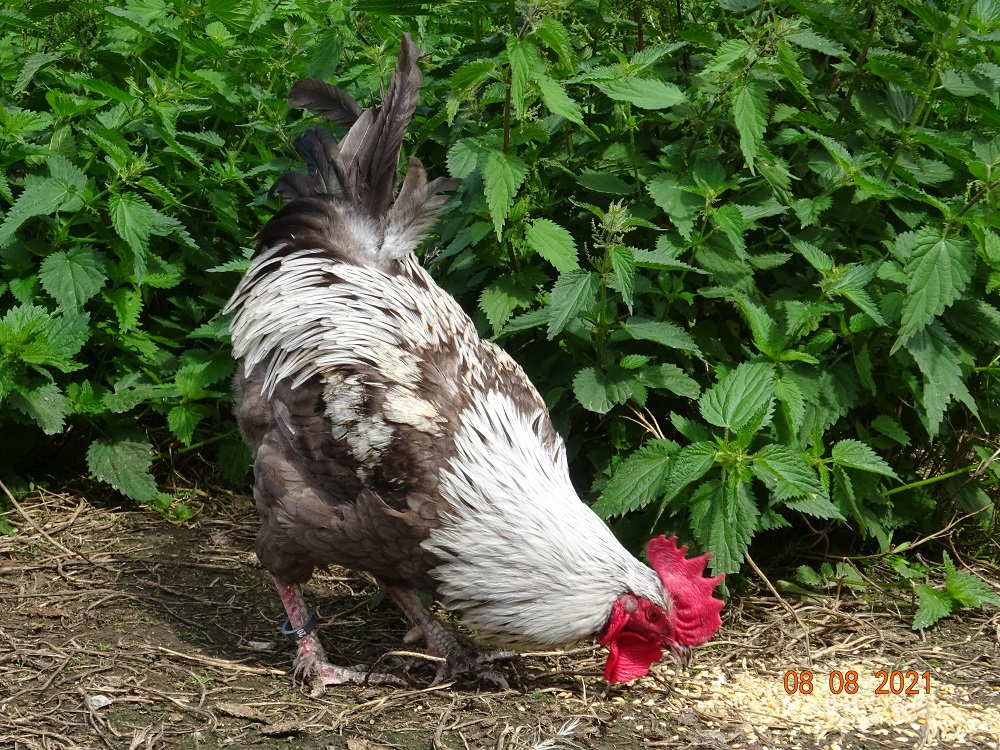 Maran blau silber Junghahn, 08.08.2021