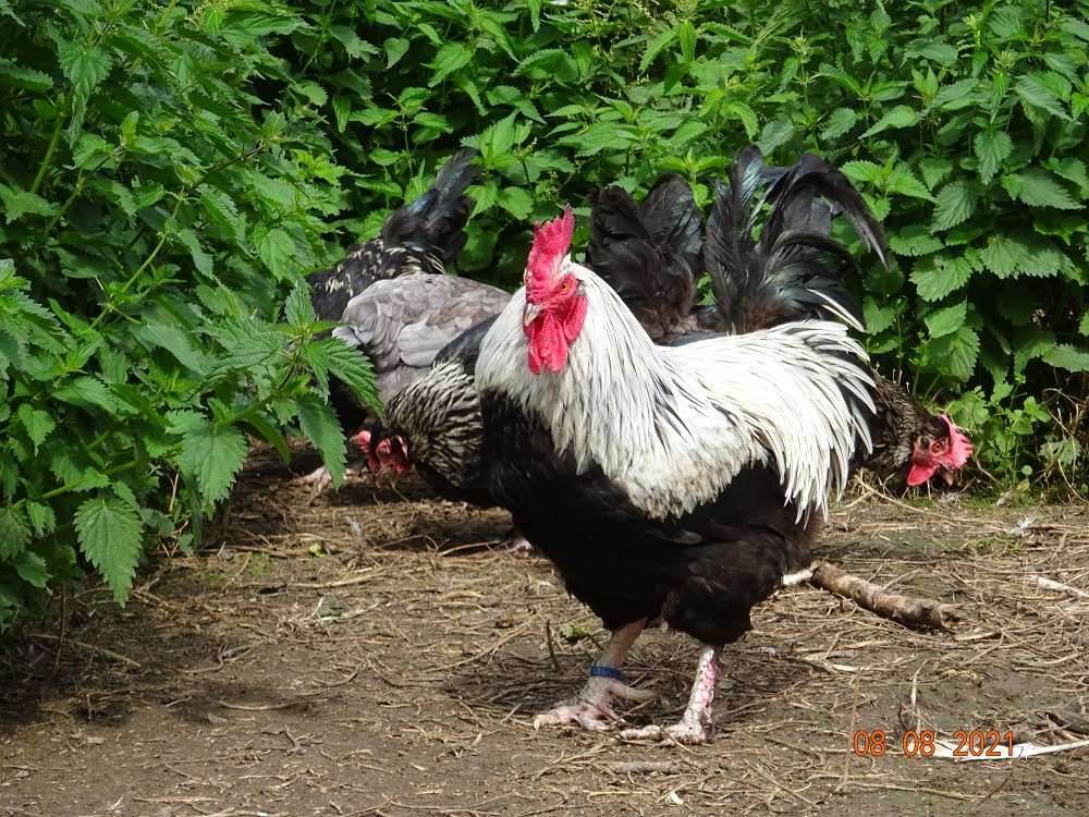 Maran schwarz silber, alter Zucht- Hahn. 08.08.2021