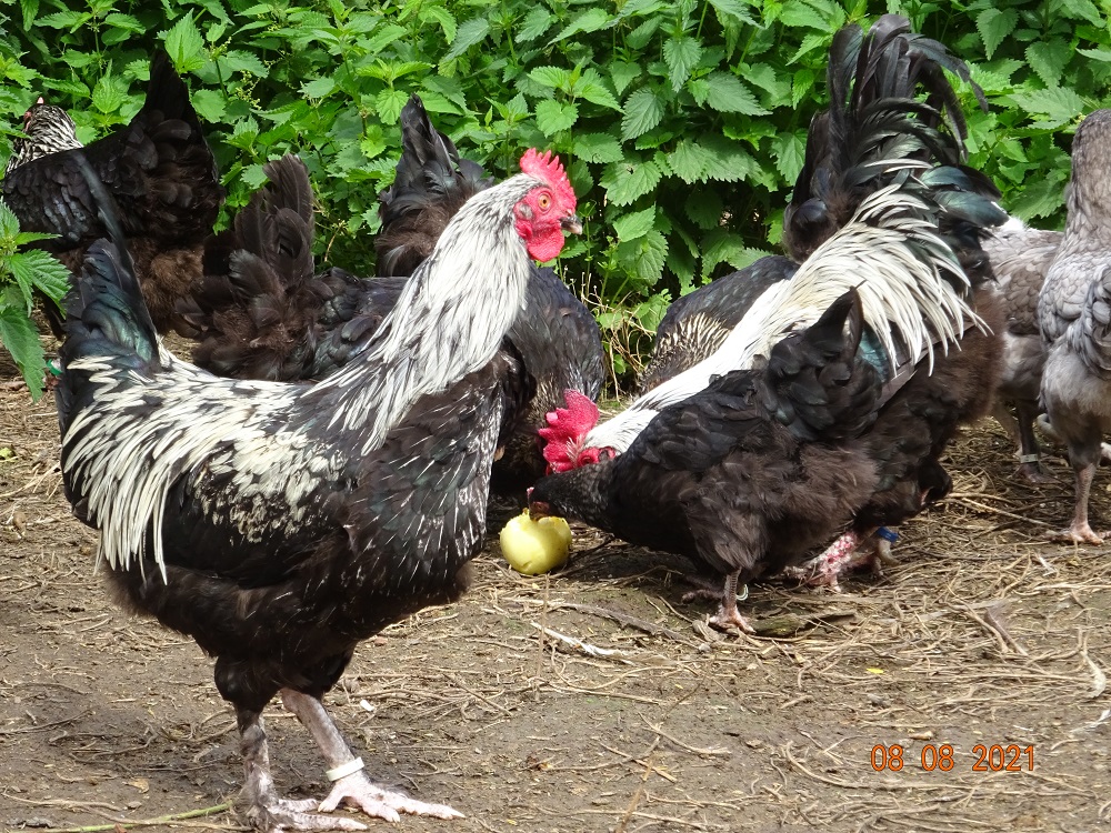 Maran schwarz silber, junger Hahn. 08.08.2021