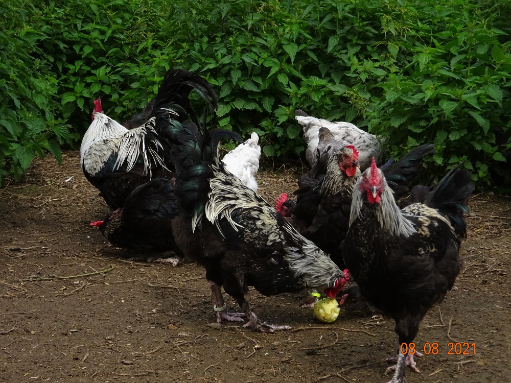 Maran schwarz silber, jung & alt Tiere. 08.08.2021