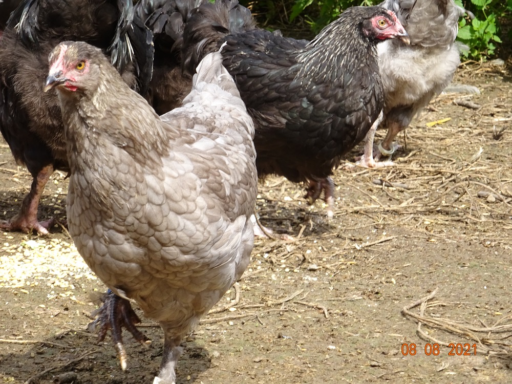 Maran blau silber & schwarz silber Junghennen, 08.08.2021