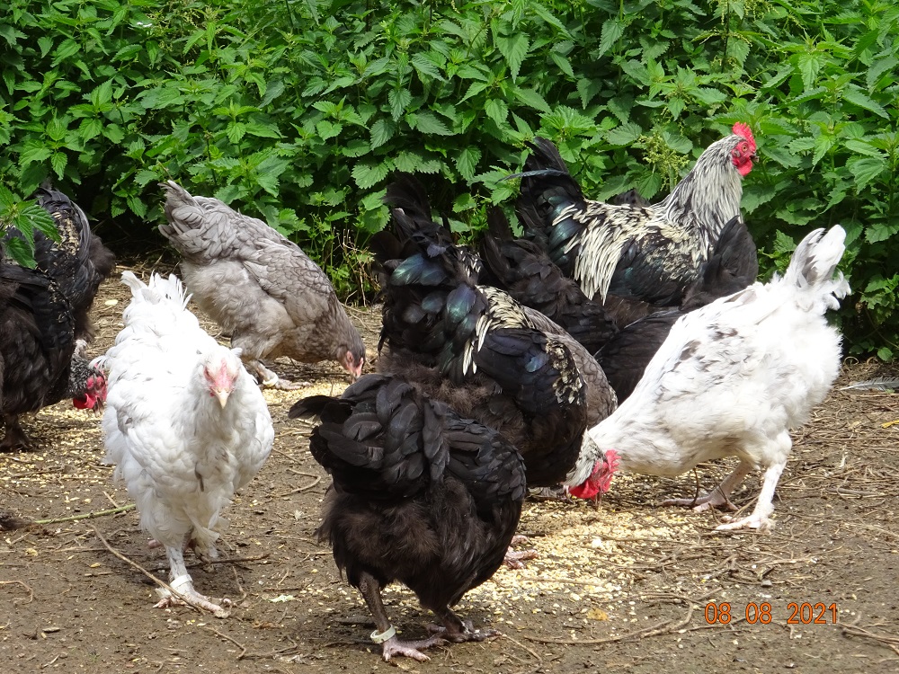 Maran splash, blau silber & schwarz silber Jungtiere, 08.08.2021