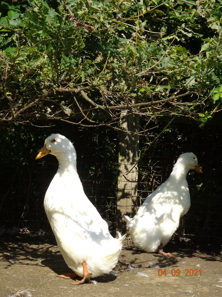 Deutsche Pekingenten, 04.09.2021