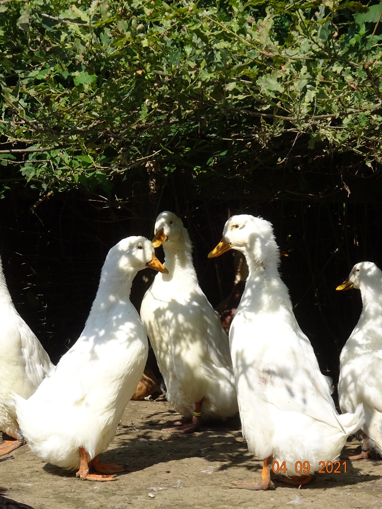Deutsche Pekingenten, 04.09.2021