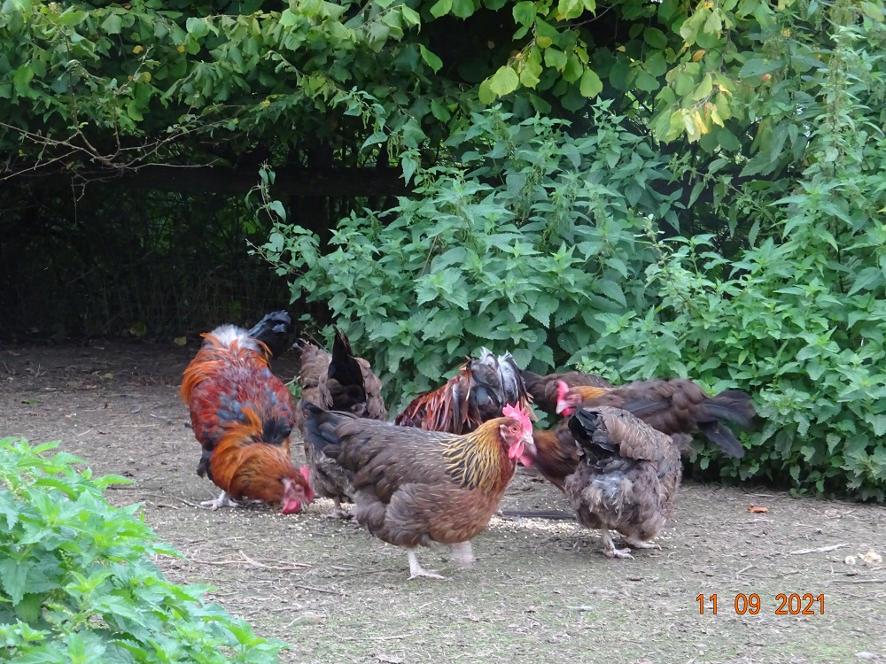 Dorking H&uuml;hner goldhalsig, 11.09.2021 