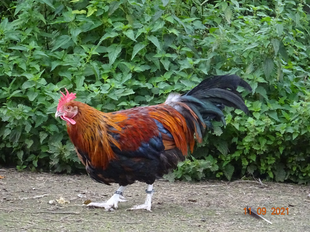 Dorking Junghahn goldhalsig, 11.09.2021 