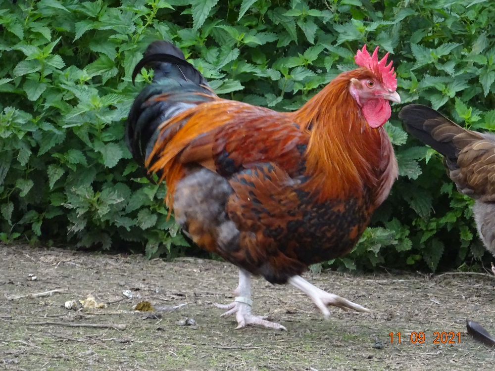 Dorking Junghahn goldhalsig, 11.09.2021 