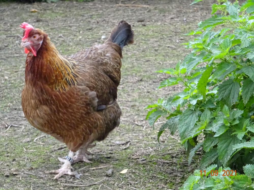 Dorking Althenne goldhalsig, 11.09.2021 