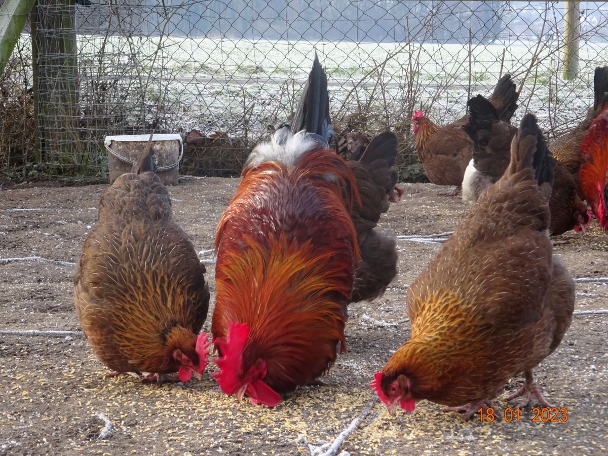 Dorking goldhalsig,  18.01.2023