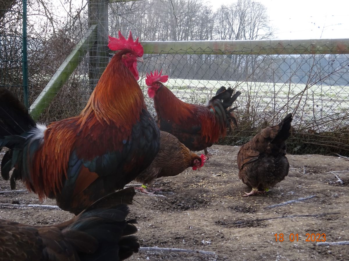 Dorking goldhalsig Zuchtstamm 1,  18.01.2023