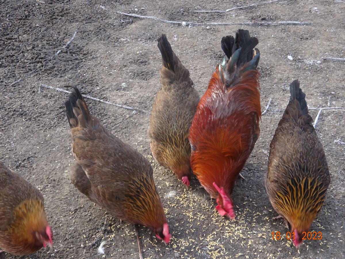 Dorking goldhalsig Zuchtstamm 1,  18.01.2023