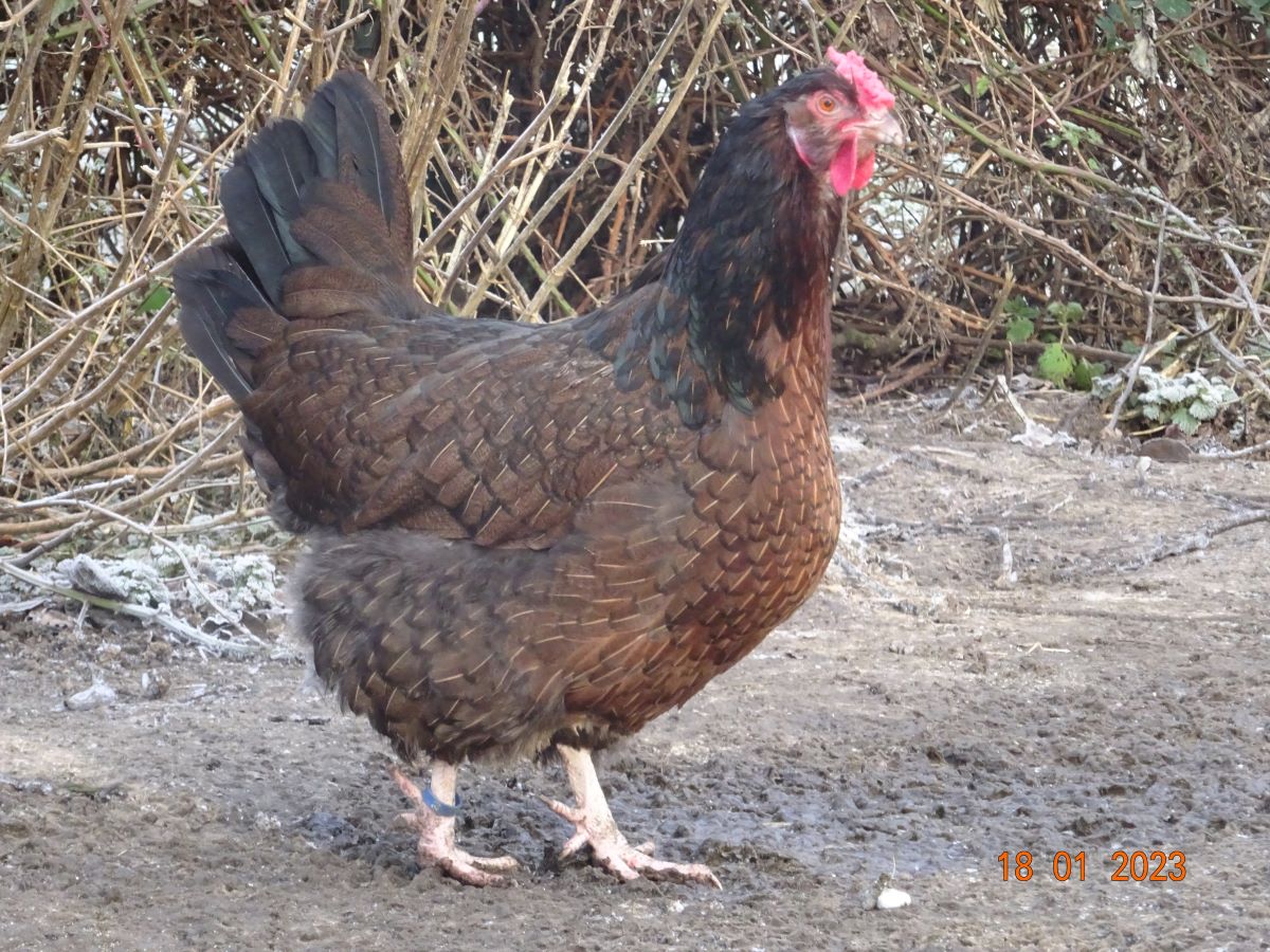 Dorking gold wildfarbig mit Rosenkamm,  18.01.2023