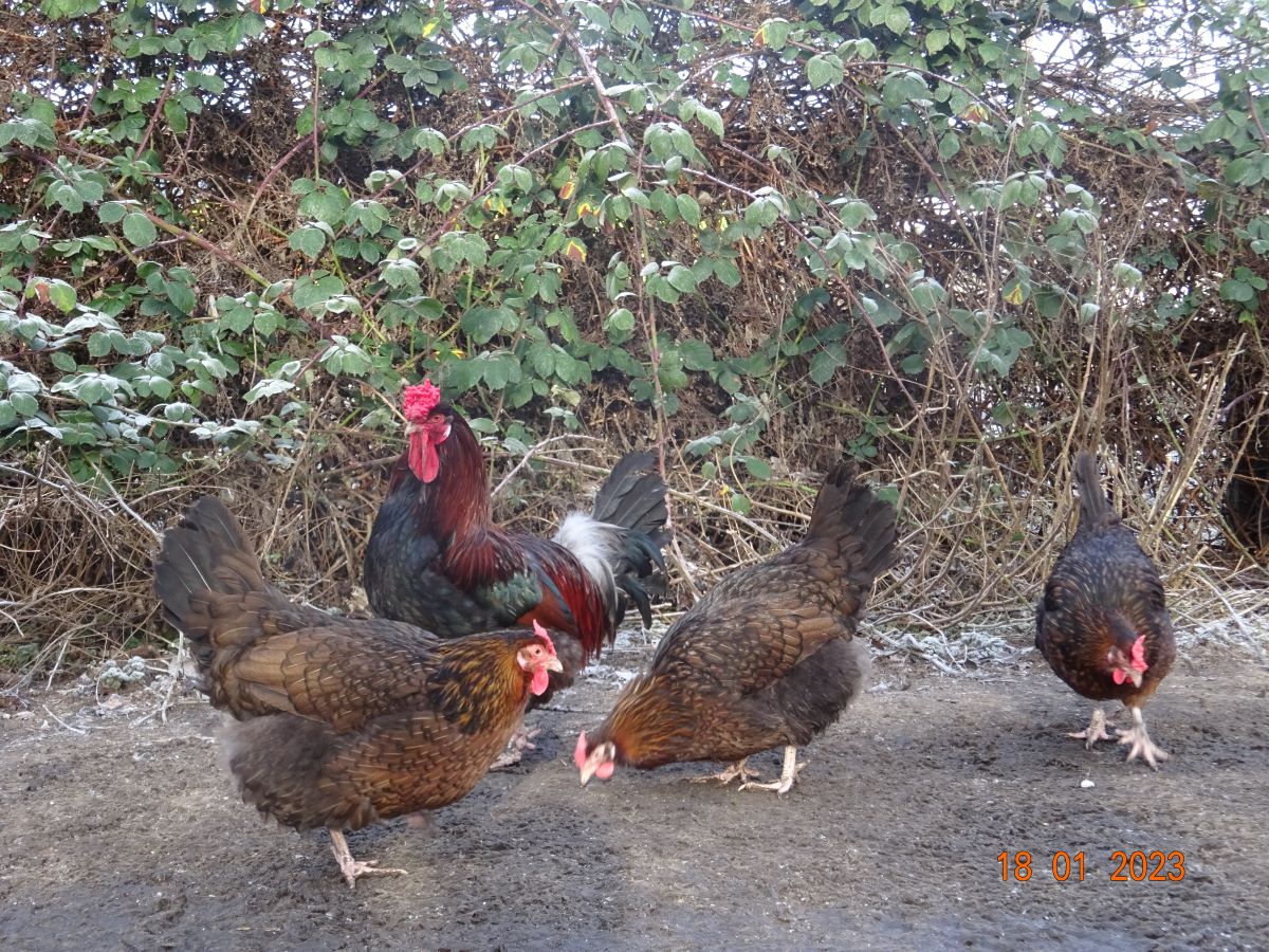 Dorking gold wildfarbig mit Rosenkamm,  18.01.2023