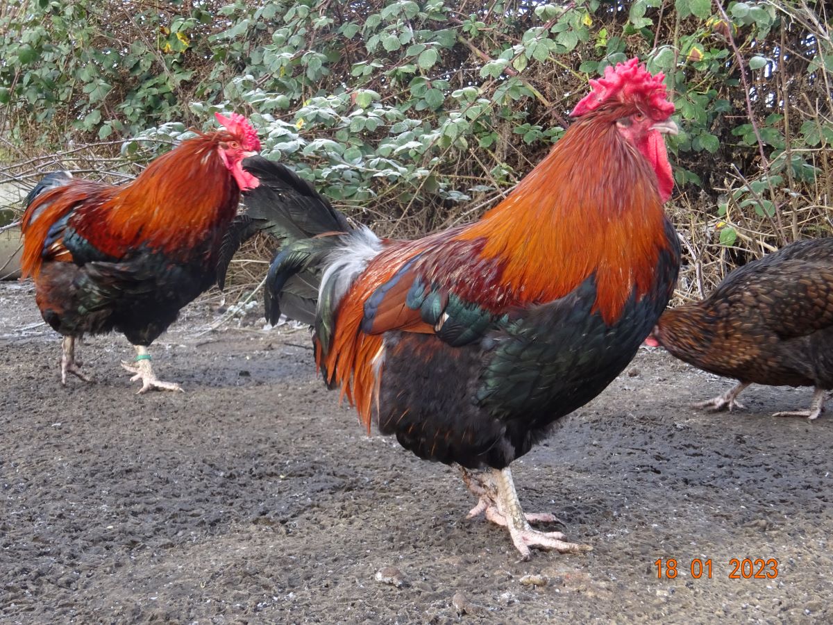 Dorking goldhalsig mit Rosenkamm,  18.01.2023