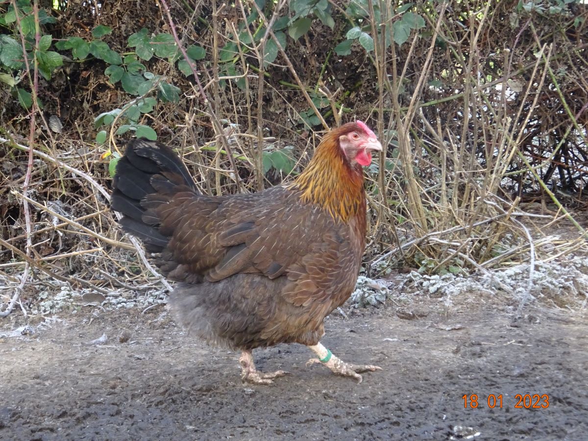 Dorking goldhalsig mit Rosenkamm,  18.01.2023