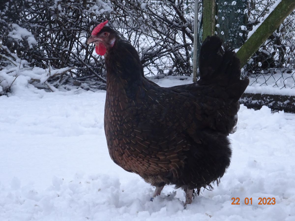 Dorking Henne gold wildfarbig mit Rosenkamm,  22.01.2023