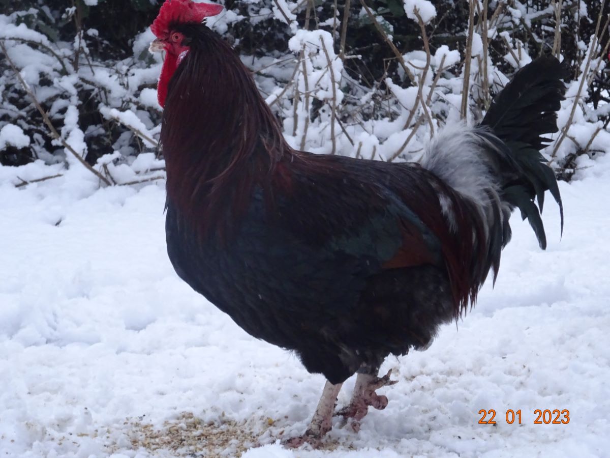 Dorking Hahn gold wildfarbig mit Rosenkamm,  22.01.2023