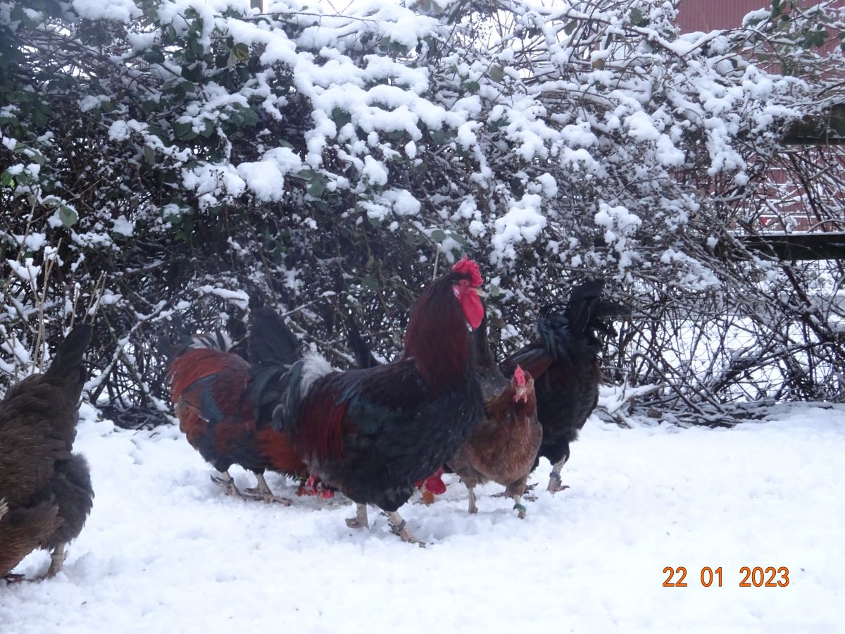 Dorking gold wildfarbig mit Rosenkamm,  22.01.2023