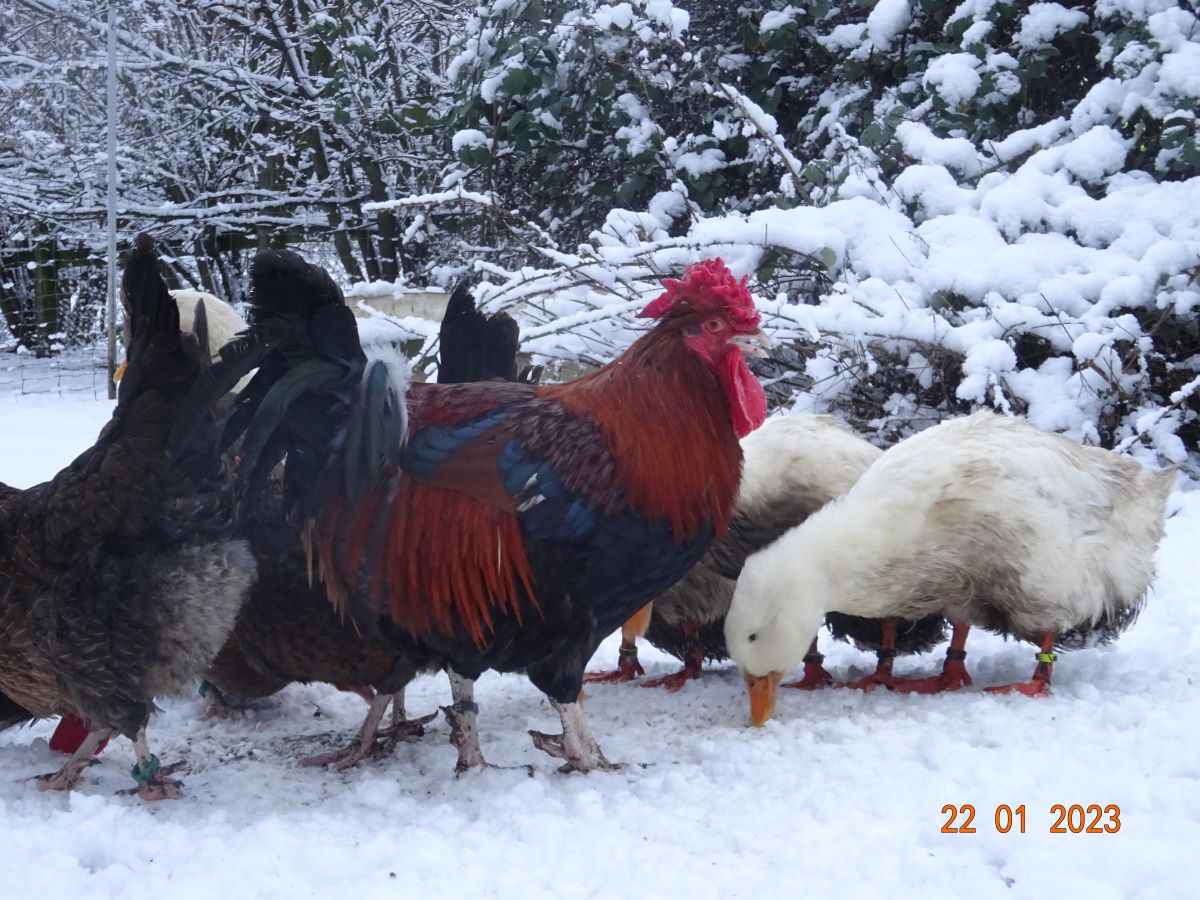 Dorking goldhalsig mit Rosenkamm,  22.01.2023