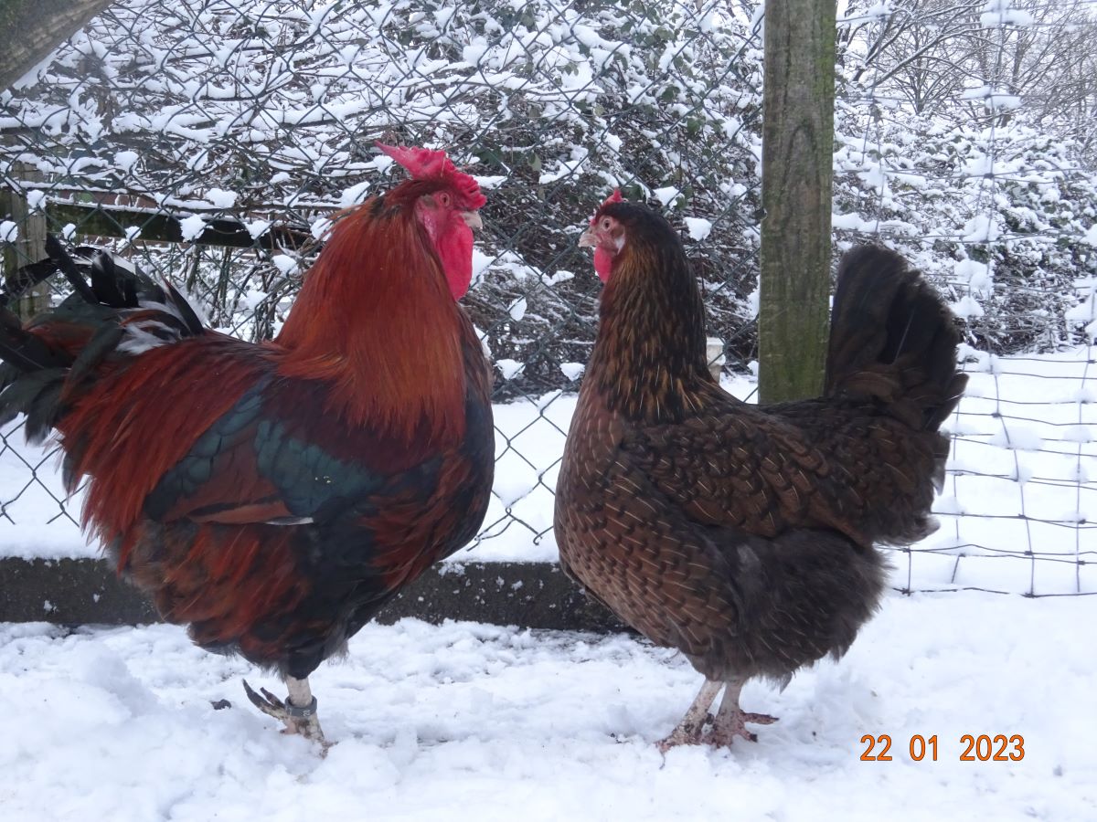 Dorking Hahn goldhalsig, Henne gold wildfarbig mit Rosenkamm,  22.01.2023