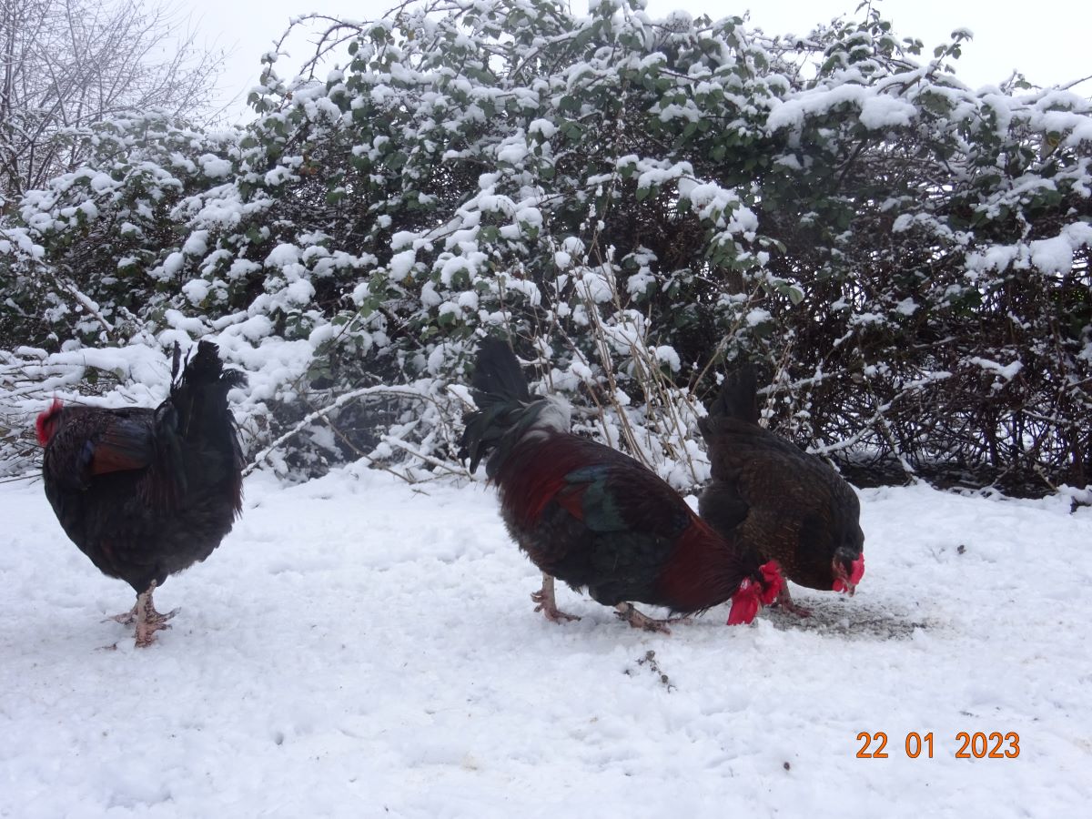 Dorking gold wildfarbig mit Rosenkamm,  22.01.2023